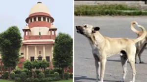 दिल्ली एनसीआर में आवारा कुत्तों को भेजा जाएगा शेल्टर होम। 