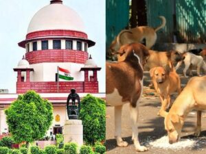 दिल्ली एनसीआर में आवारा कुत्तों को भेजा जाएगा शेल्टर होम। 