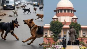 दिल्ली एनसीआर में आवारा कुत्तों को भेजा जाएगा शेल्टर होम। 